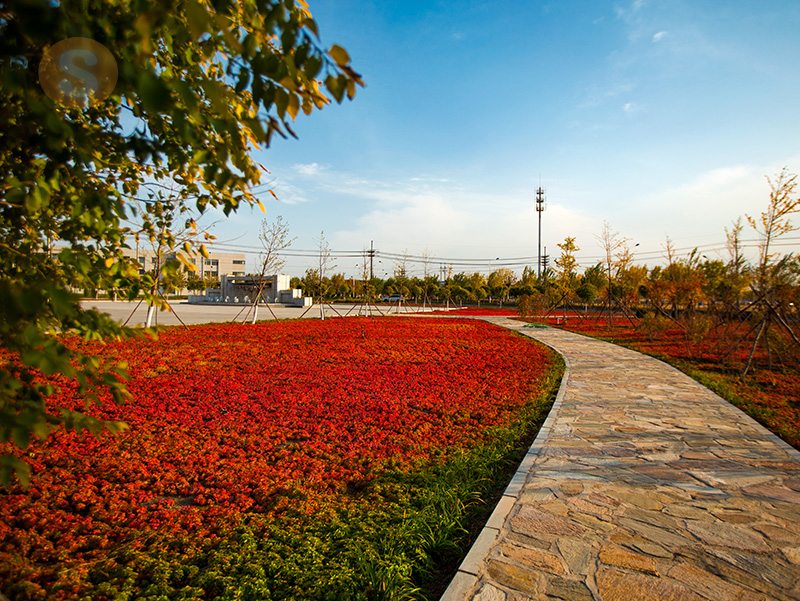 金龙迎宾·(中国)有限公司官网